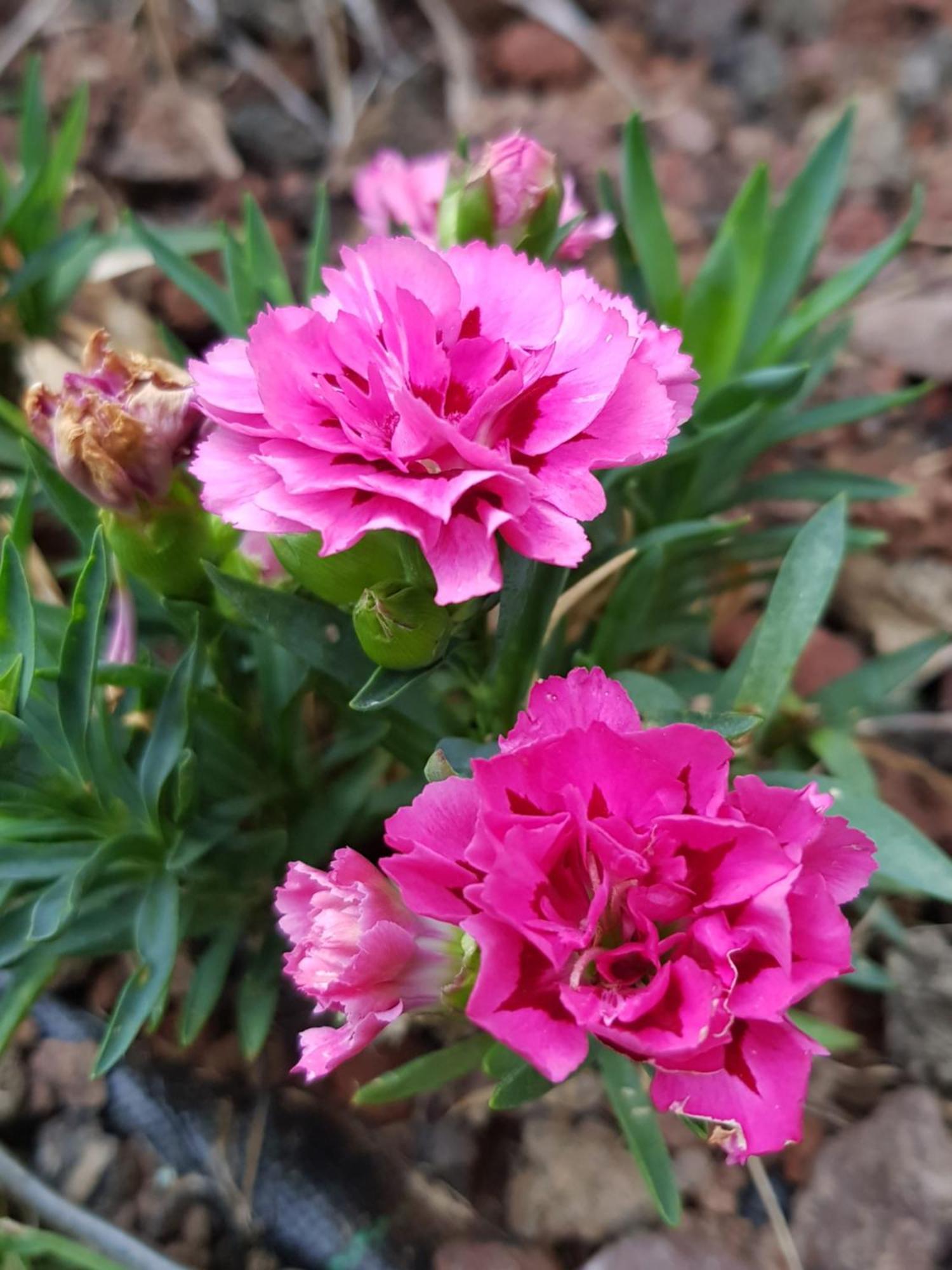 Nel Giardino Di Dafne Βίλα Στρέσα Εξωτερικό φωτογραφία